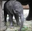 Elefant